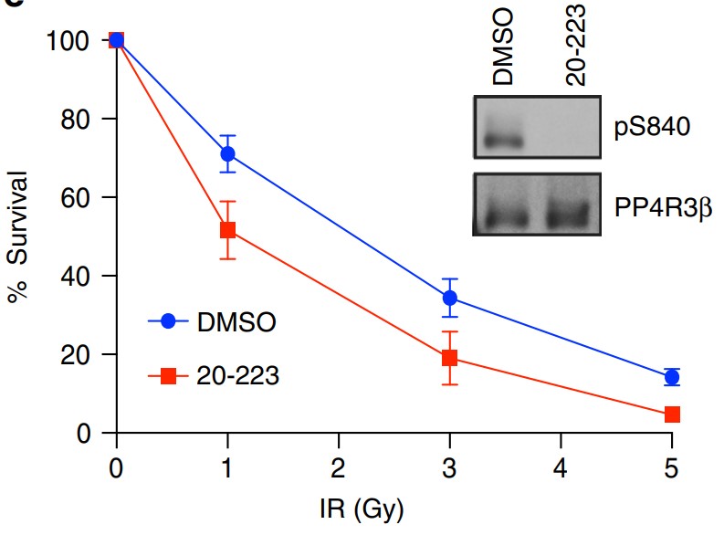 Effect of CDK5 inhibition on radiosensitivity.jpg